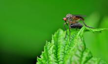 Comment lutter naturellement contre les moustiques