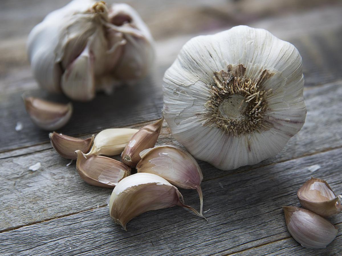 Que faut-il donner à l'ail au printemps pour qu'il soit gros et ne jaunisse pas?