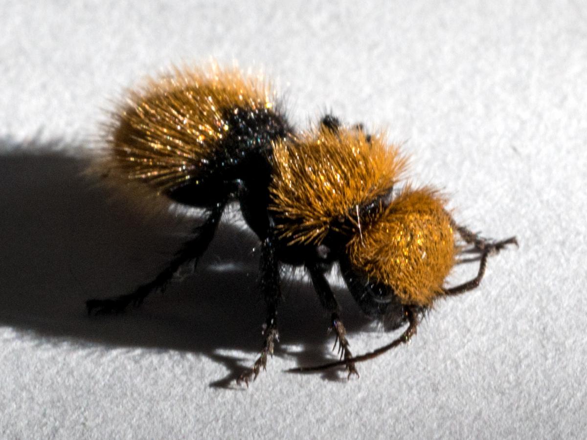 Les fourmis de velours possèdent un venin comparable à un couteau suisse