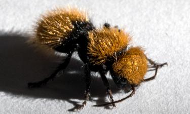 Les fourmis de velours possèdent un venin comparable à un couteau suisse