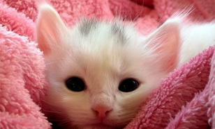 Les chercheurs tétanisés : les félins parlent pour divertir les humains